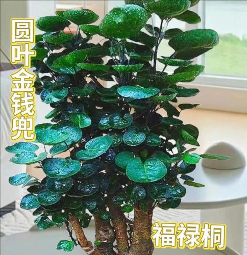 福祿桐照顧