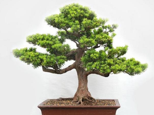 羅漢松照顧